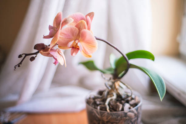 istock Phalaenopsis orchid flowers white pink, 1311636606