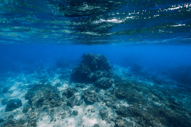 istock Tropical ocean in underwater. Deep blue ocean background 1311636775
