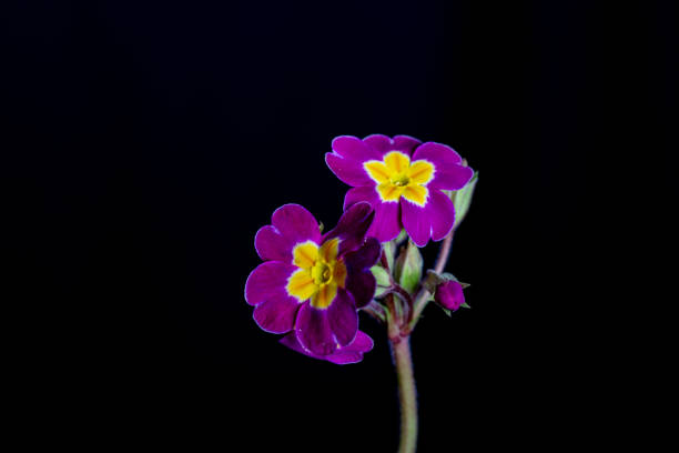 Purple primula flowers
