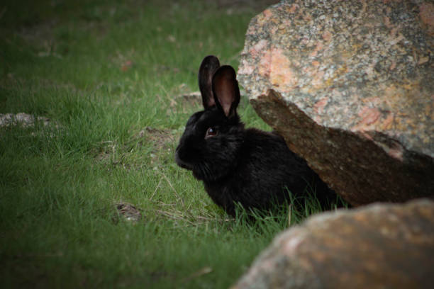 istock Beezy the pet rabbit playing outside 1311638057