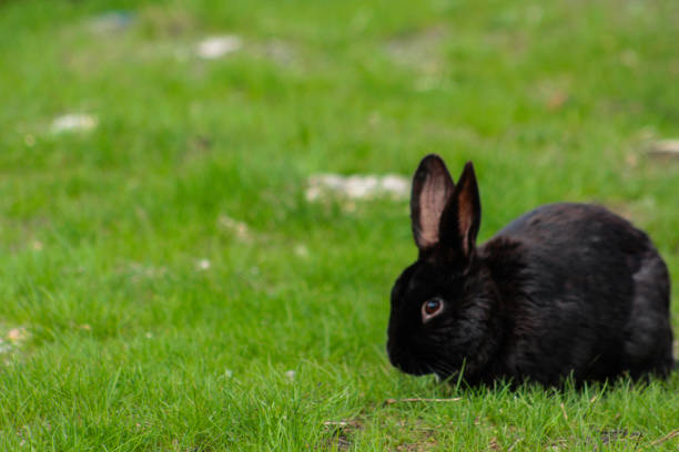 istock Beezy the pet rabbit playing outside 1311638062