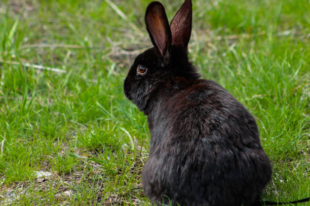 istock Beezy the pet rabbit playing outside 1311638070