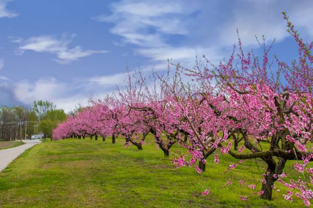 istock Beautiful Spring Peach Blossoms-Vigo County, Indiana 1311638306