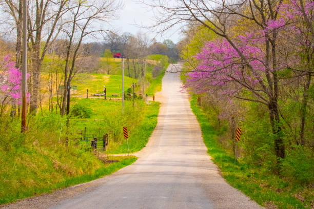 Redbud Lined Country Road-Carmi Illinois