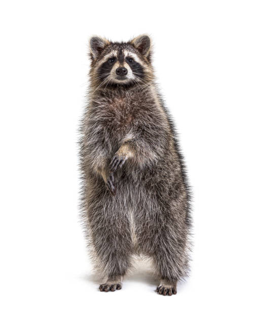 istock Raccoon on hind legs looking at the camera, isolated on white 1311638690