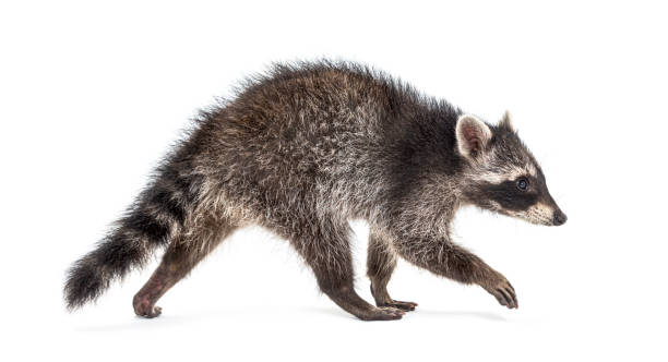 1000+ Raccoon Pictures | Download Free Images on Unsplash