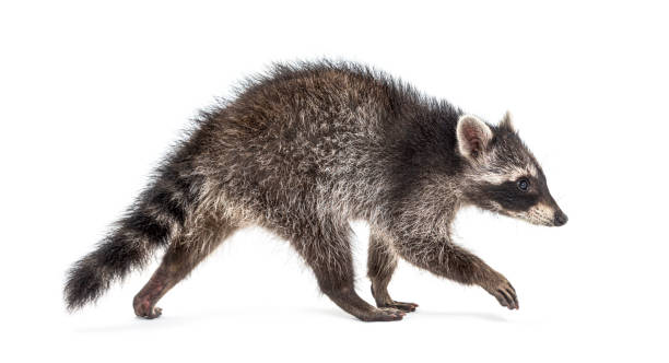 вид сбоку молодого гуляя енота изолированного на белом - raccoon стоковые фото и изображения