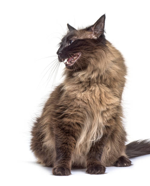 istock cVery  upset Crossbreed cat, isolated on white 1311638703