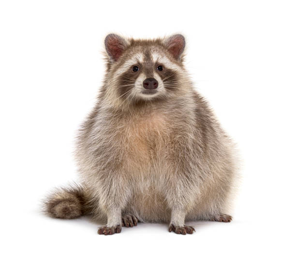 istock Red Raccoon facing at the camera isolated on white 1311638709