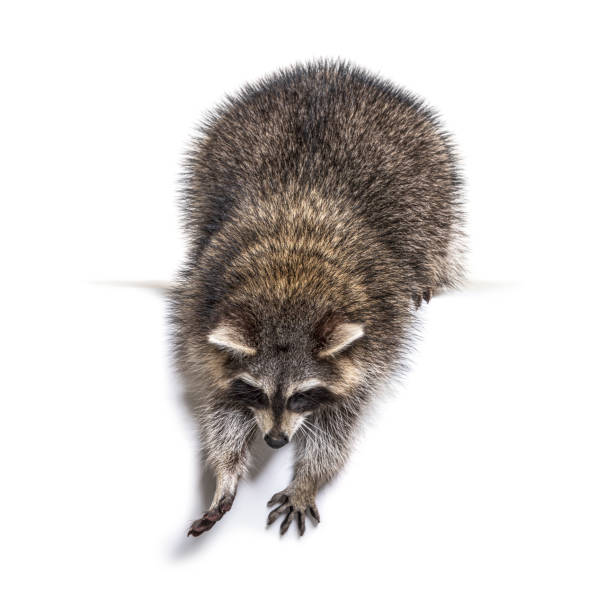 istock Young curious raccoon looking and leaning down, isolated on white 1311638725