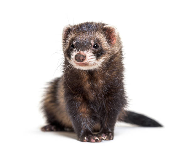 European polecat looking away, in front of a white background, isolated European polecat looking away, in front of a white background, isolated polecat stock pictures, royalty-free photos & images