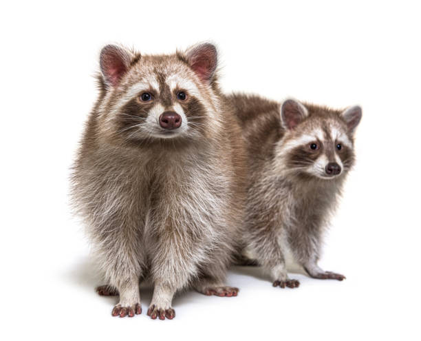 istock Two red raccoons sitting together, isolated on white 1311638761