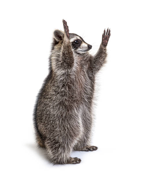 istock Racoon on hind legs, trying to reaching up 1311638773