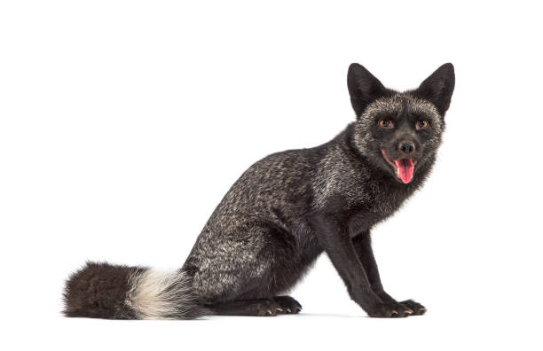istock Panting Silvers Fox looking at the camera, isolated on white 1311639153