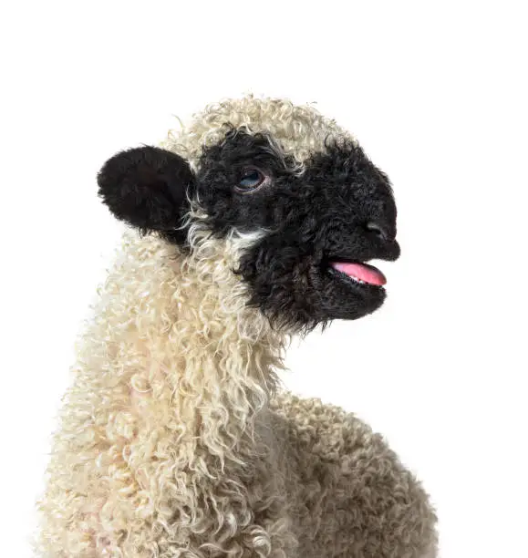Lamb Valais Black Nose sheep bleating isolated on white