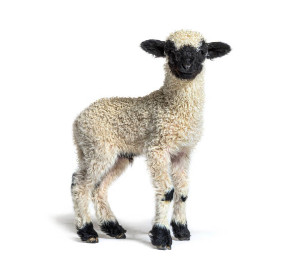 istock Profile of a lovely Lamb Valais Blacknose sheep three weeks old 1311639350