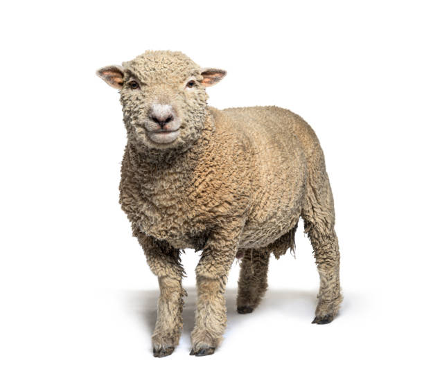 istock Southdown sheep, Babydoll, smiling sheep, isolated on white 1311639370