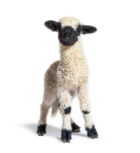 istock Standing Lamb Blacknose sheep looking at the camera, three weeks old, isolated on white 1311639373