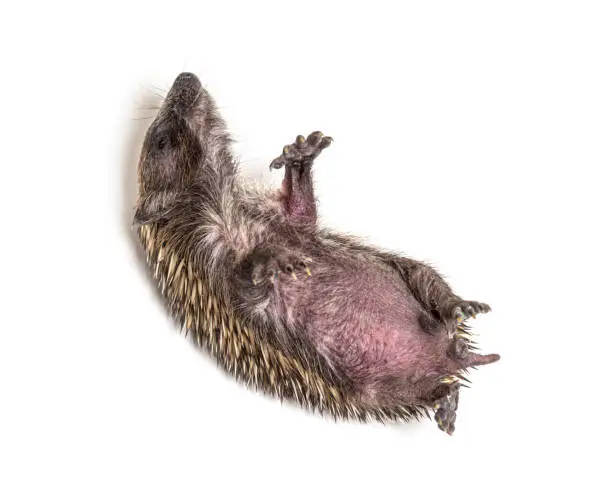 Sick Young European hedgehog in distress, on its back