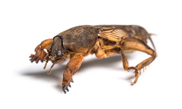 istock Dead European mole cricket, isolated 1311639511