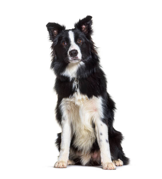 istock Sitting Border collie looking at the camera, isolated 1311639582