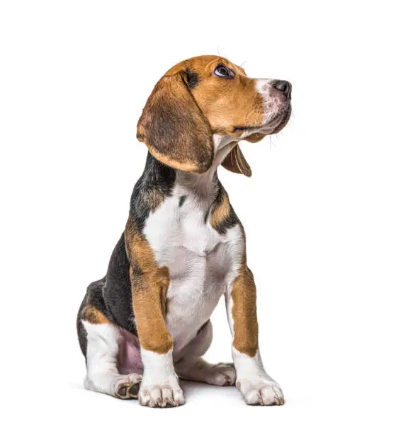 Photo of Young puppy three months old Beagles dog sitting and looking up, isolated