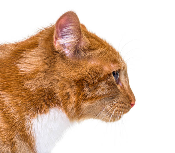 istock Close up, side view of a young ginger cat looking away, isolated 1311639654