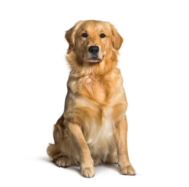 sitting golden retriever cream, looking at camera - golden retriever retriever golden dog imagens e fotografias de stock