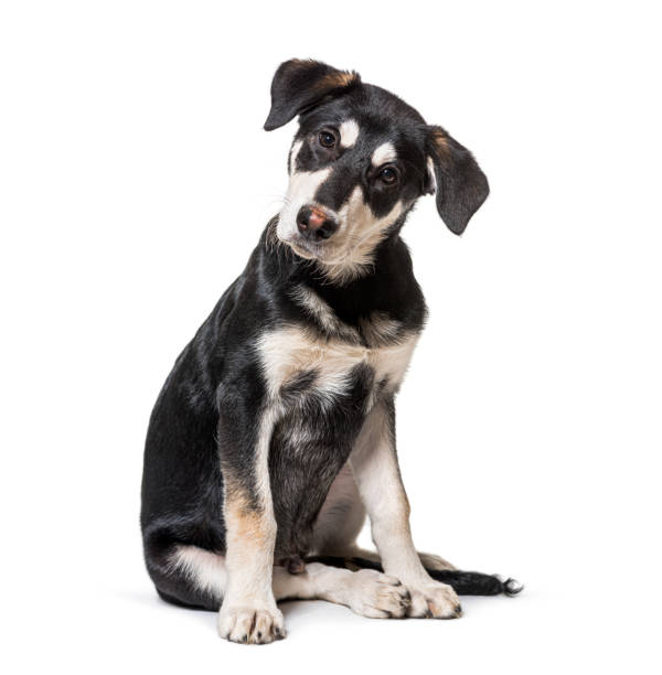 intrigado perro mestizaje mirando a la cámara - mestizo fotografías e imágenes de stock