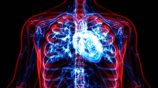 Photo of Human Circulatory System Heart Anatomy