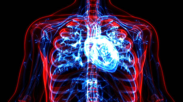 анатомия сердца кровеносной системы человека - pulse trace human cardiovascular system heart shape heart disease стоковые фото и изображения