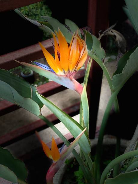 istock Yellow and violet flower 1311640174