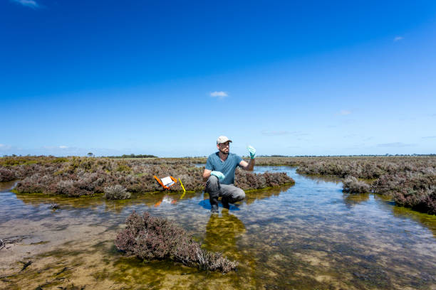 istock Scientist measuring environmental water quality parameters in a wetland. 1311642366