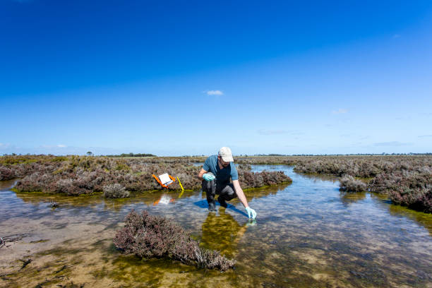 istock Scientist measuring environmental water quality parameters in a wetland. 1311642396