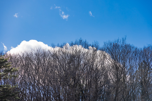 Trees with fallen leaves, blue sky and clouds