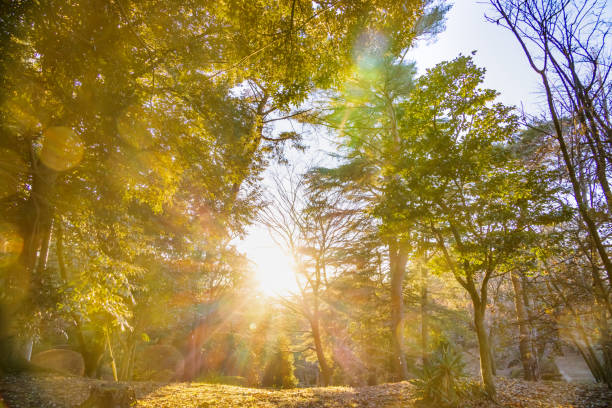 Trees growing in the mountains with beautiful sunsets