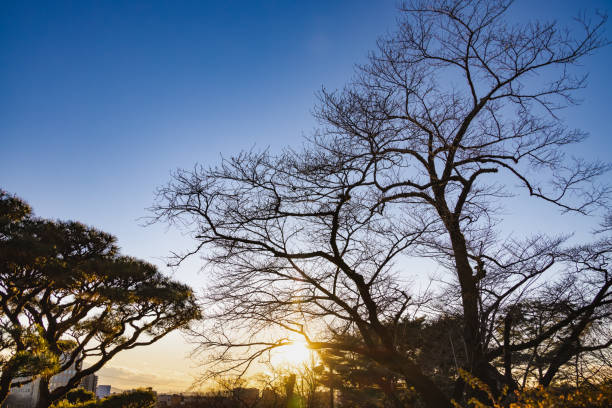Trees with fallen leaves and the dusk sky