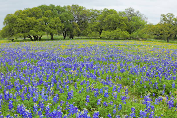 istock Bluebonnet Field - Texas Hill Country 1311644618