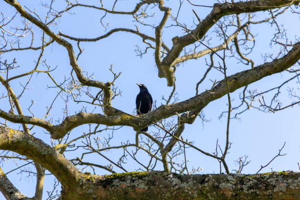 istock A raven in a branch 1311644926