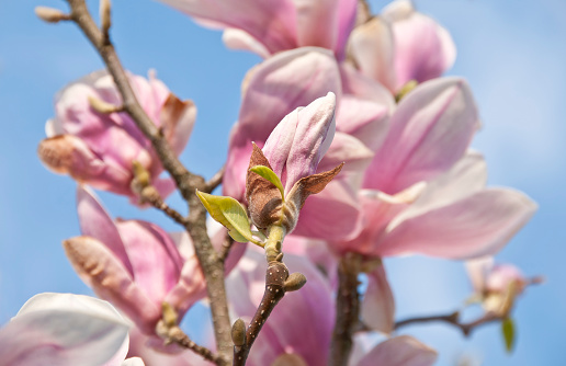 Beautiful blooming magnolia on tree for nature background.