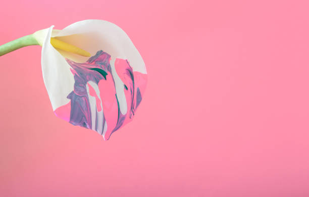 белый цветок кала окрашены в несколько цветов на розов�ом фоне. многоцветная весенняя летняя концепция цветов с копировальной площадью. - mother green sparse contemporary стоковые фото и изображения