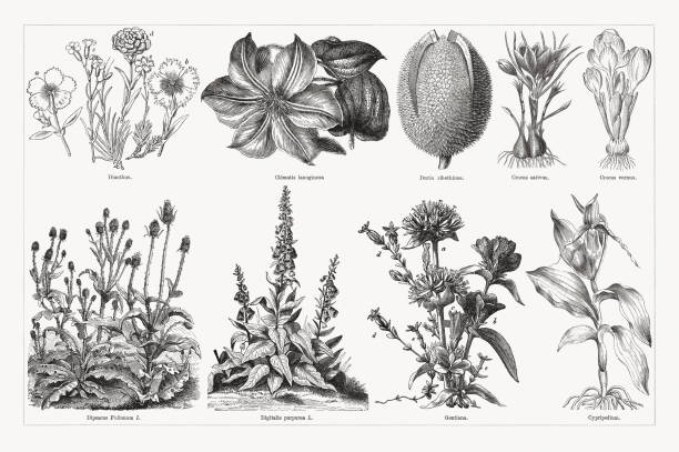 rośliny użyteczne i lecznicze, ryciny drzewne, opublikowane w 1893 roku - gatunek zagrożony obrazy stock illustrations
