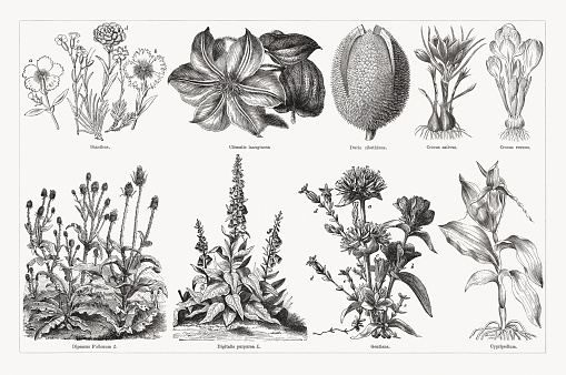 Useful and medicinal plants, top: Cloves (Dianthus), a + b-China pink (Dianthus chinensis), c-Carnation (Dianthus caryophyllus), d-Rosa 'Souvenir de la Malmaison' (Dianthus caryophyllus de la Malmaison), e-Pink (Dianthus plumarius); Clematis lanuginosa; Durian (Durio zibethinus, fruit); Saffron crocus (Crocus sativus); Dutch crocus (Crocus vernus). Below: Wild teasel (Dipsacus follunum); Foxglove (Digitalis purpurea); Gentiana alpina, a-Felwort (Swertia perennis), b-Spotted gentian (Gentiana puncata), c-Stemless gentian (Gentiana acaulis), d-Bladder gentian (Gentiana utriculosa), e-Snow gentian, or Alpine gentian (Gentiana nivalis); Lady's slipper (Cypripedium). Wood engravings, published in 1893.