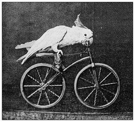 istock Antique black and white photograph: Circus animals, parrot cycling 1311646252
