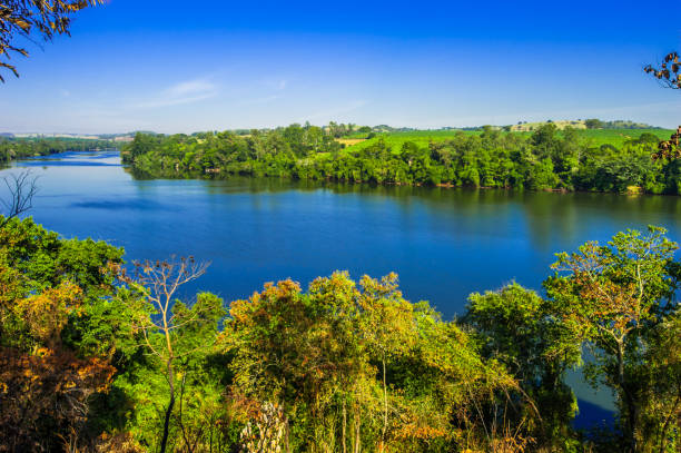 рио. природа и окружающая среда. бразилия - riparian forest стоковые фото и изображения