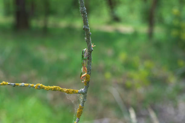 la rana degli alberi verdi - hyla arborea - si trova su un ramo di un albero vicino a uno stagno nel suo habitat naturale. - deadly sings foto e immagini stock