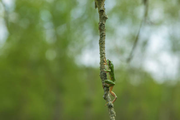la rana degli alberi verdi - hyla arborea - si trova su un ramo di un albero vicino a uno stagno nel suo habitat naturale. - deadly sings foto e immagini stock
