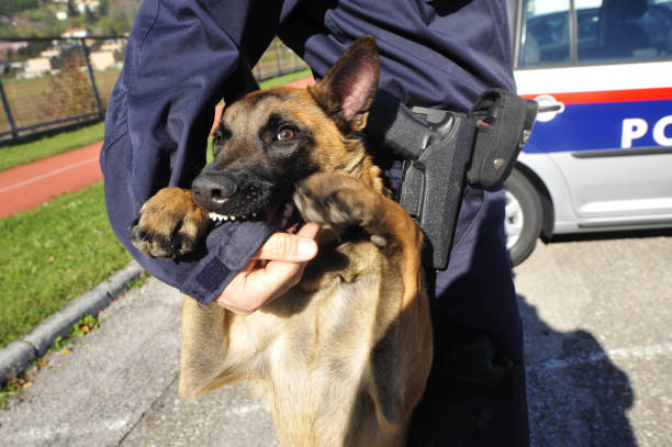 обученная полицейская собака или подразделение к-9 - ministry of the interior стоковые фото и изображения