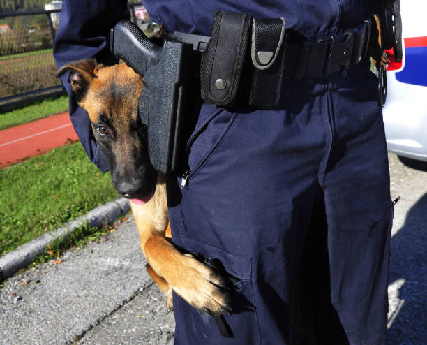 istock a trained police dog or K-9 unit 1311651275