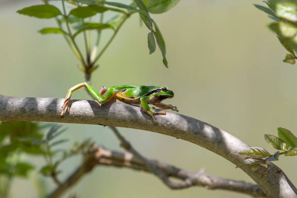 istock Green tree frog - Hyla arborea climbs a tree twig 1311652567